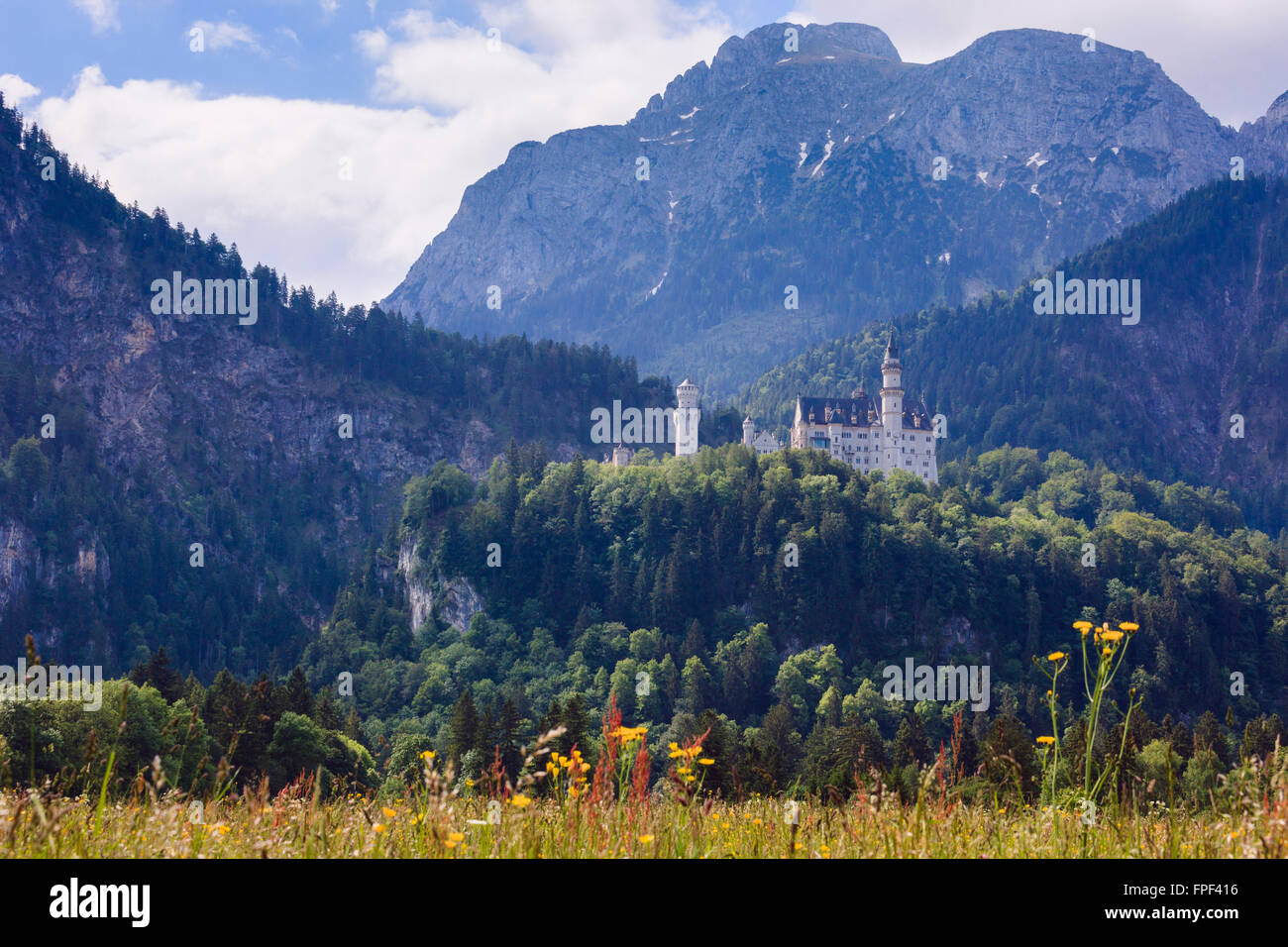 View across alpine wildflower meadow to Schloss Neuschwanstein castle in the Bavarian Alps in summer. Schwangau, Fussen, Bavaria, Germany, Stock Photo