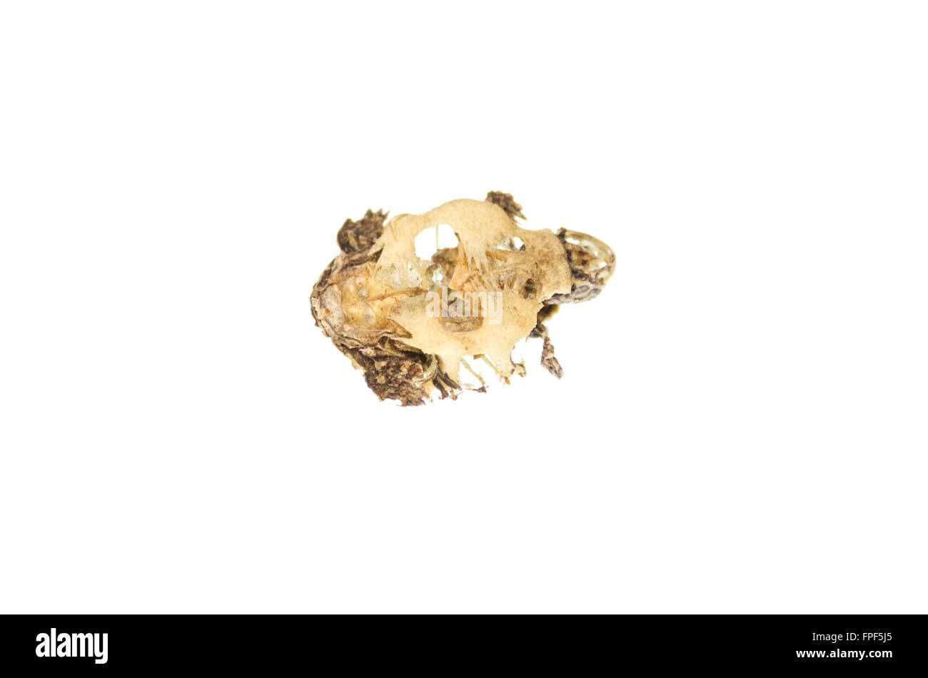 Ventral view of a baby turtle skeleton; Southbridge, Massachusetts. Stock Photo