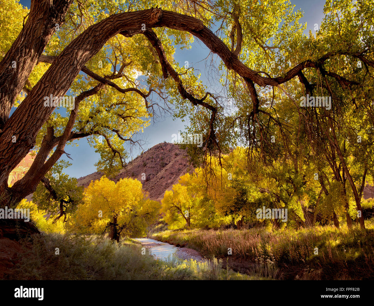 Fall colored Cottonwood Trees and Fremont River. Capitol Reef National Park, Utah Stock Photo