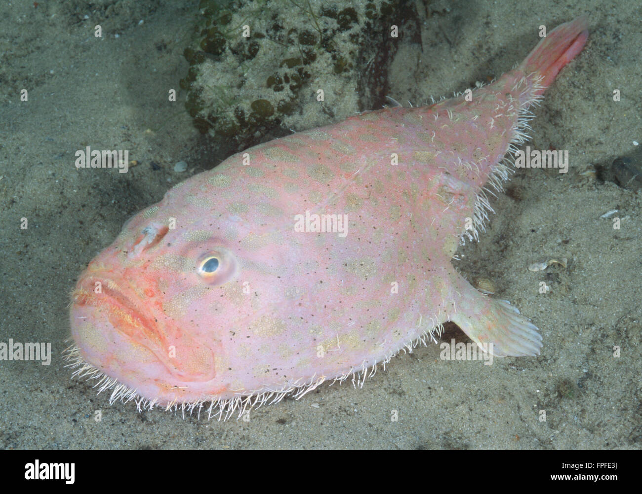 Endeavour Coffinfish (Chaunax endeavouri) Deepwater anglerfish species. Stock Photo