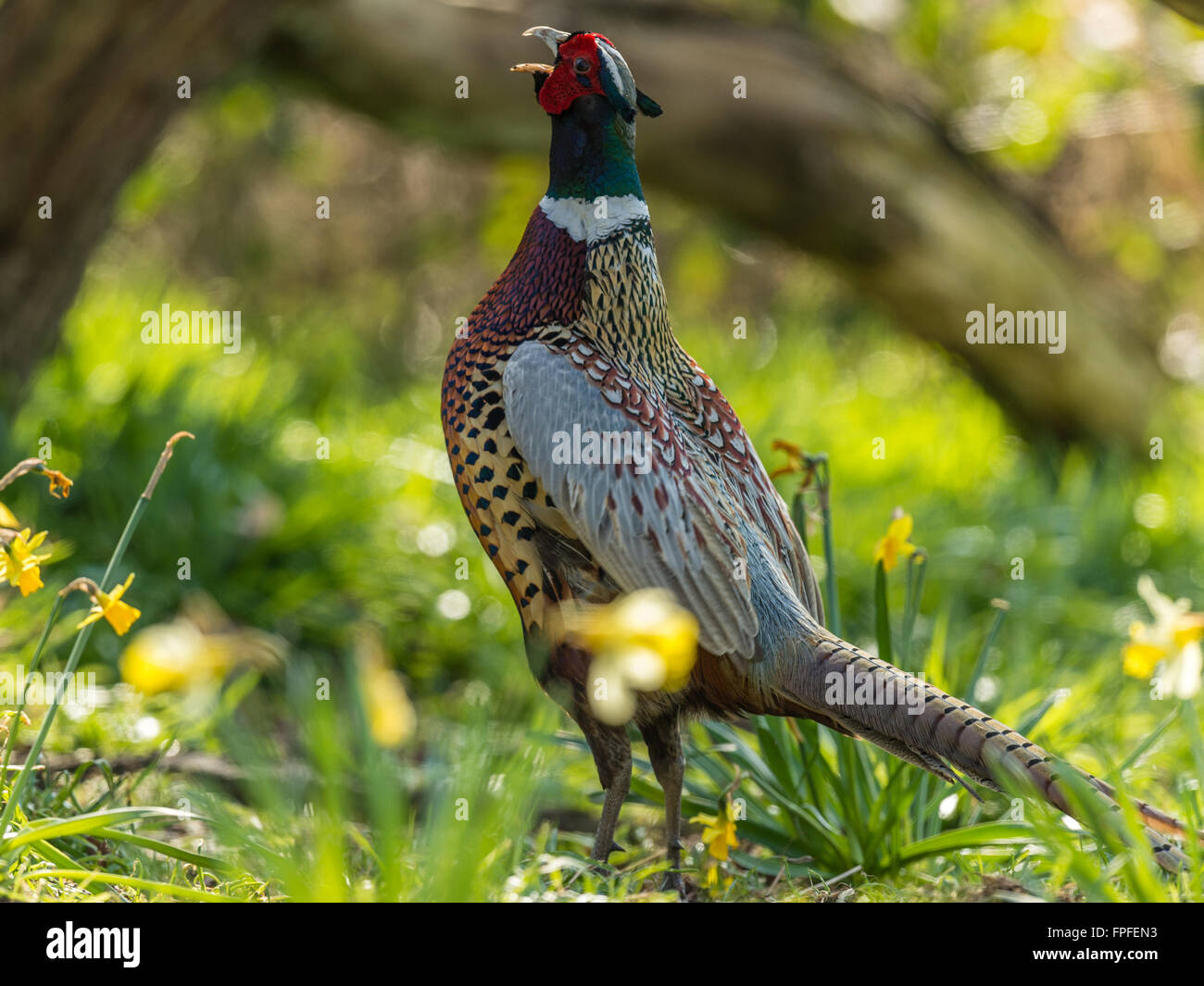 Beautiful Male Ring-necked Pheasant (Phasianus colchicus) crowing in natural woodland forest setting. Stock Photo