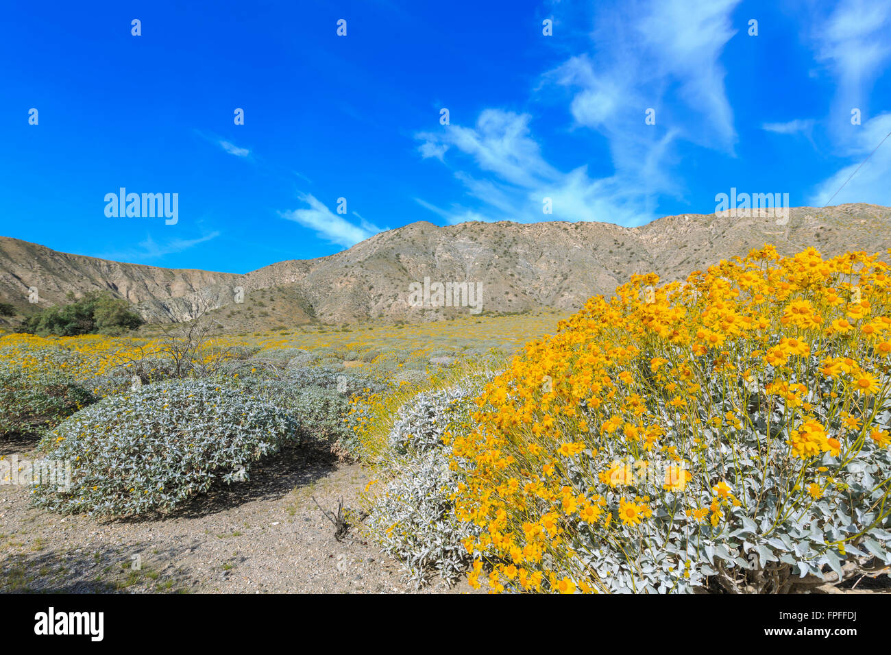 Brittlebush hires stock photography and images Alamy