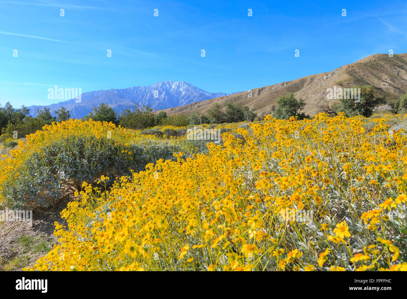 Little yellow Brittlebush blossom at Whitewater, Palm Springs