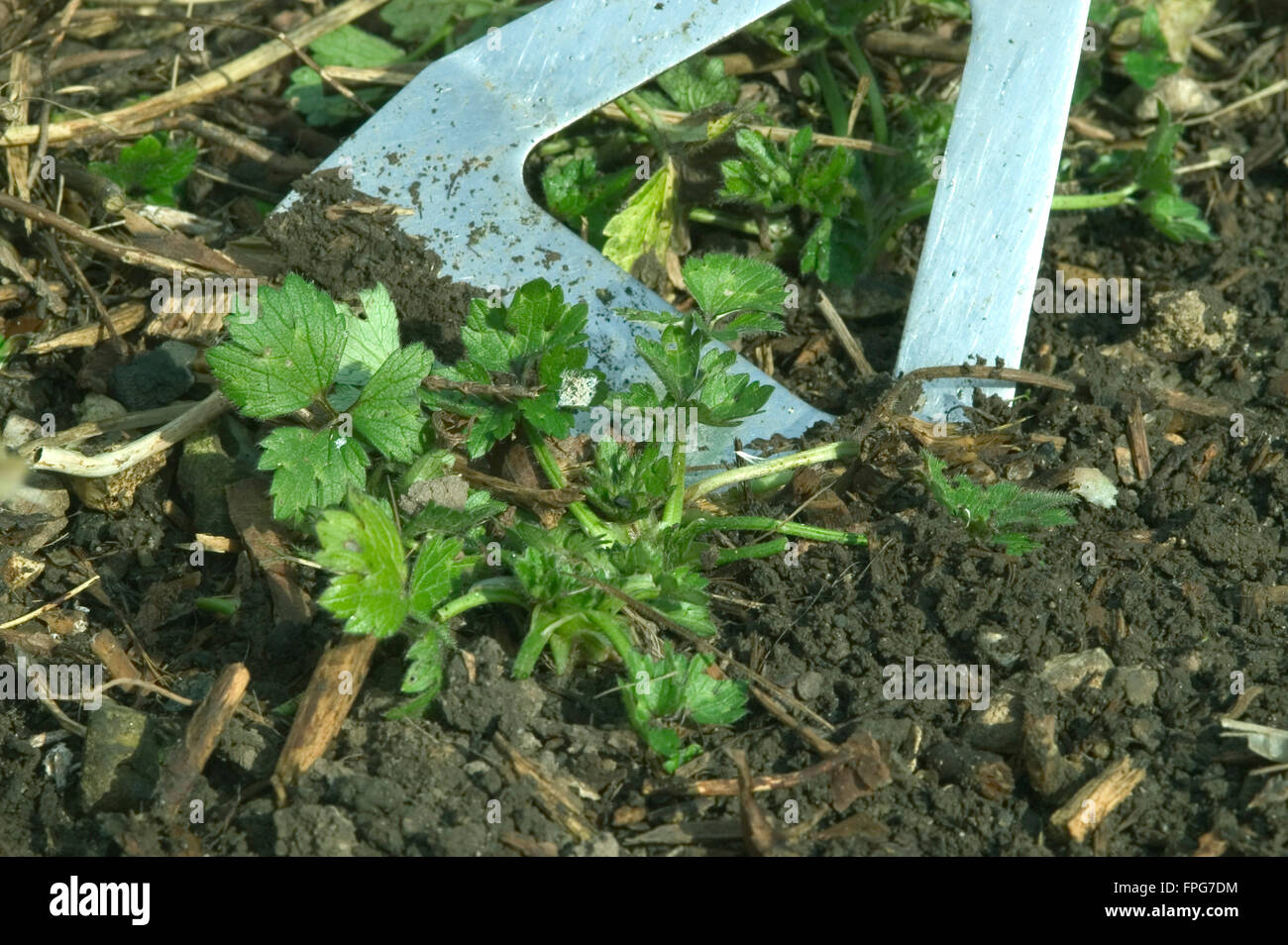 Hoeing weeds in a flower border with a dutch hoe Stock Photo