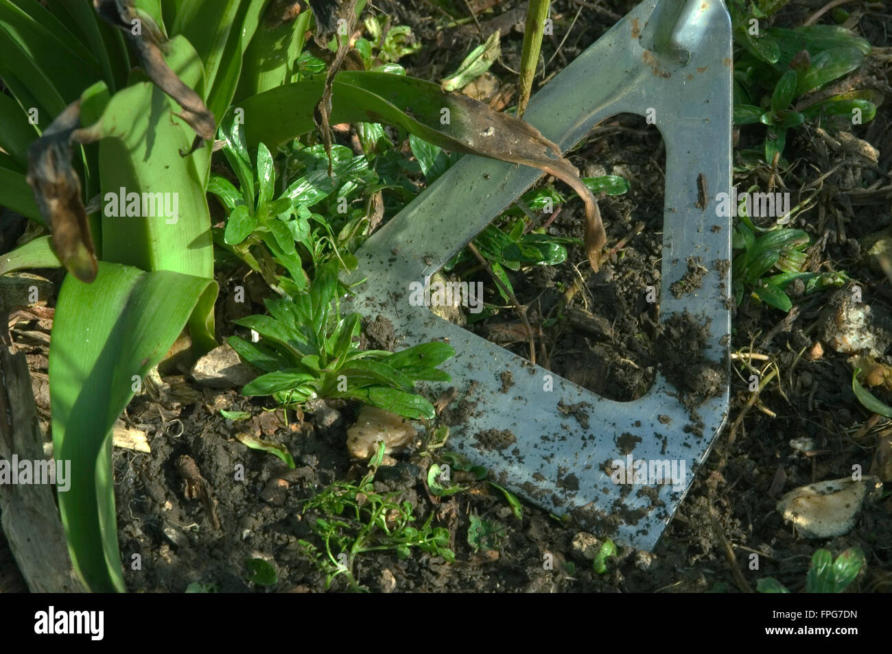 Hoeing weeds in a flower border with a dutch hoe Stock Photo