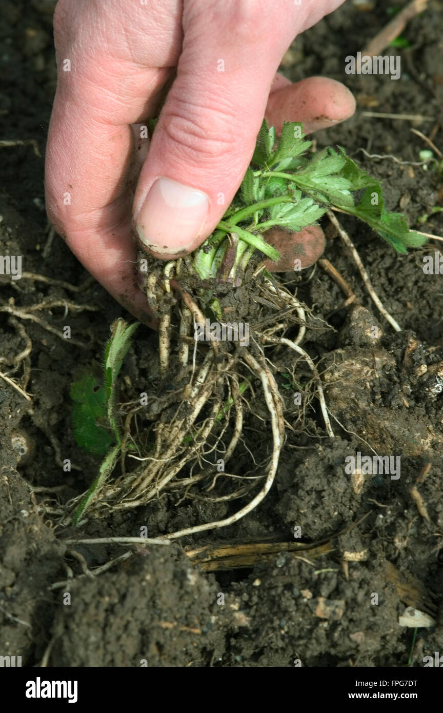 Hand weeding buttercup (Ranunculus repens ) from a garden flower bed Stock Photo