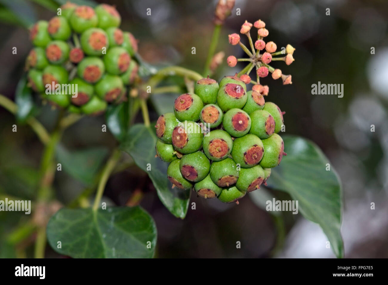 Green unripe fruit on ivy (Hedera helix) a source of winter food for wildlife, Devon, February Stock Photo