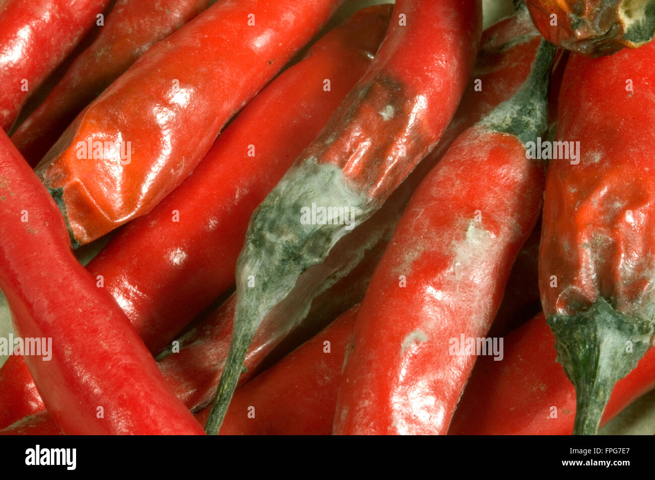 Grey mould (Botrytis cinerea) developed on harvested chilli peppers Stock Photo