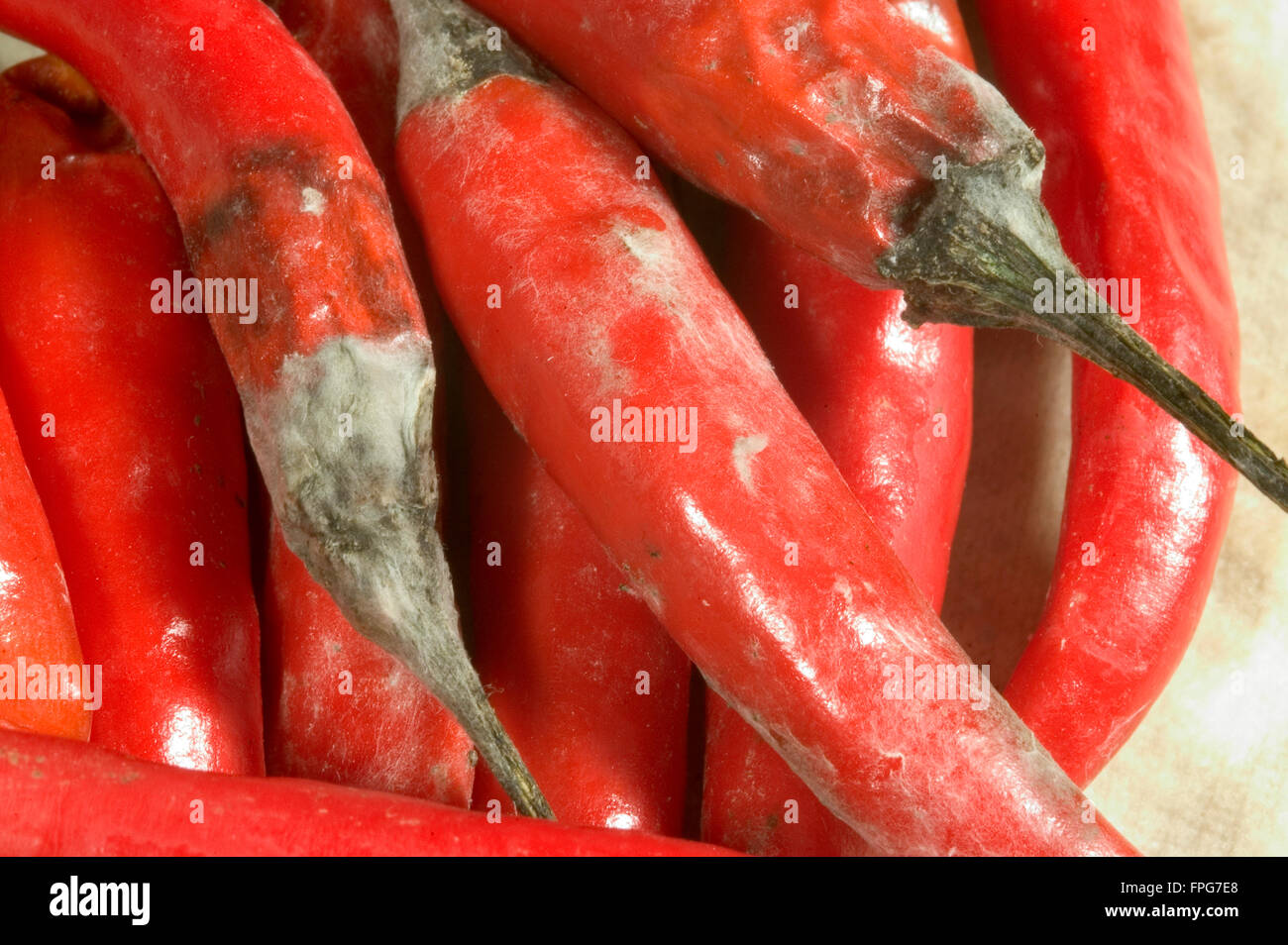 Grey mould (Botrytis cinerea) developed on harvested chilli peppers Stock Photo