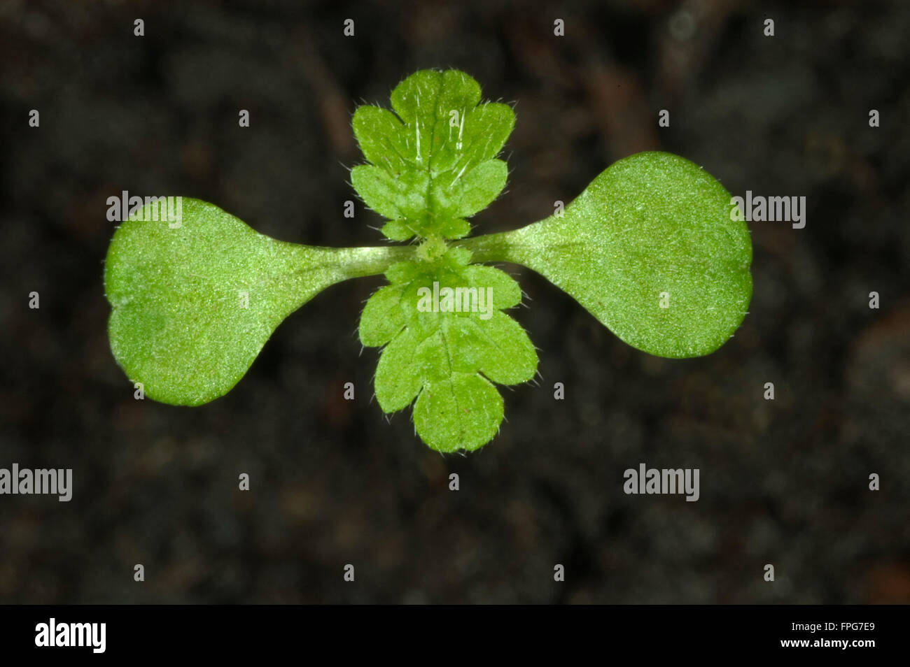 Seedling annual nettle, Urtica urens, with cotyledons and first true leaves of annual weed Stock Photo
