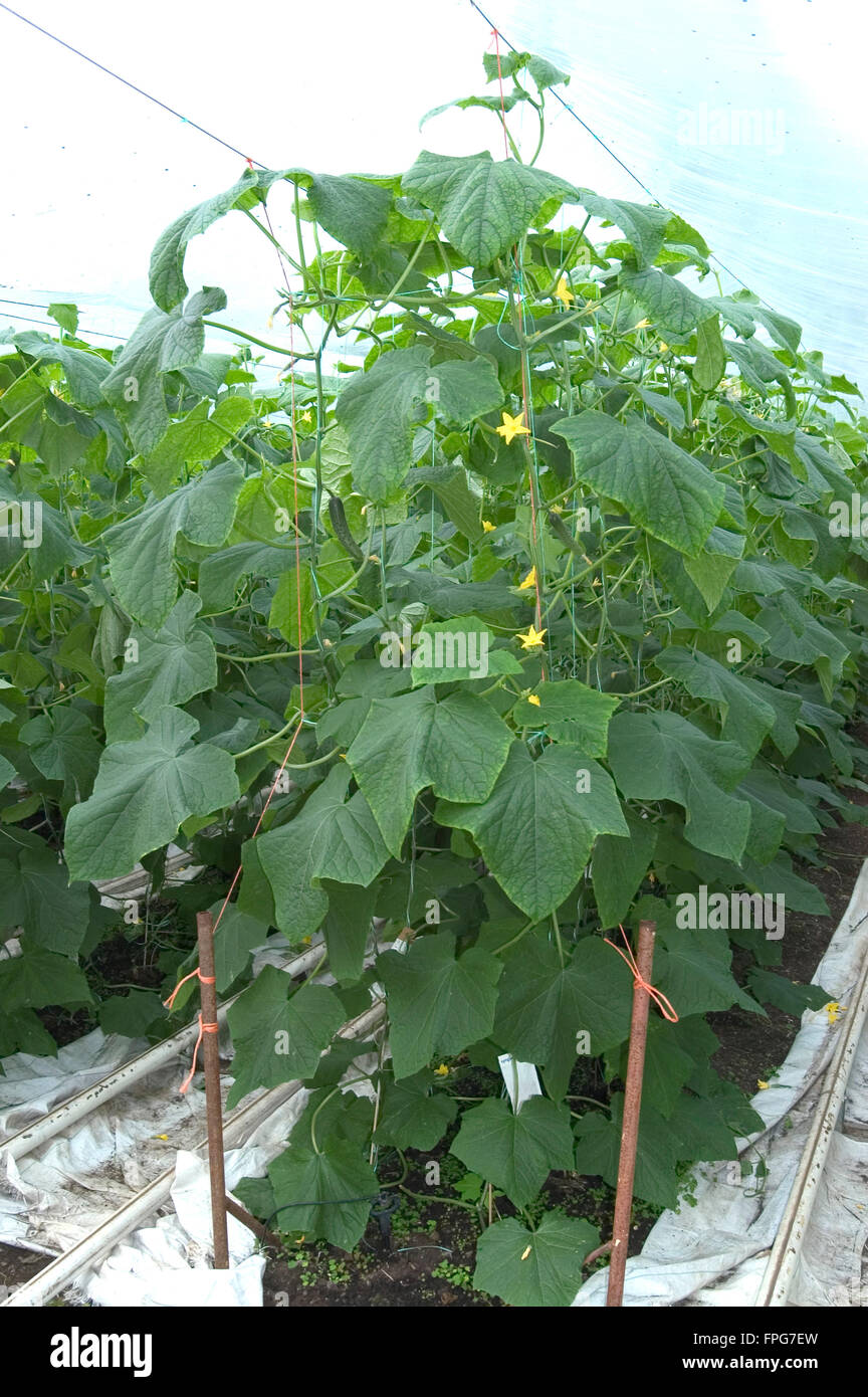 Small cucumber vines  on strings and grown in a polytunnel, Somerset, March, Stock Photo