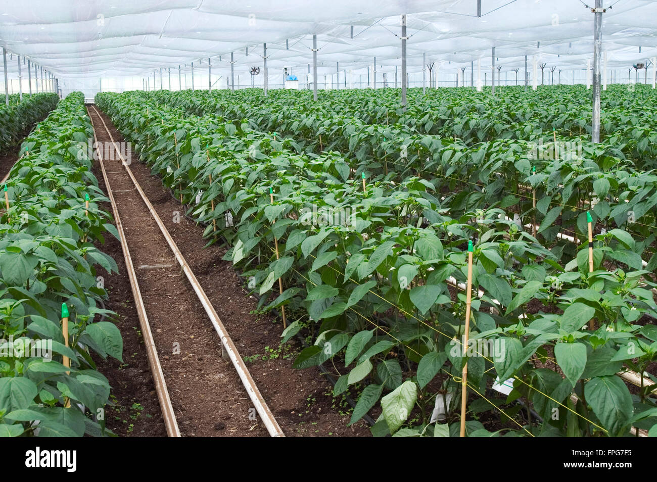 Rows of commercially grown sweet peppers, Capsicum annuum, in flower in a polythene house, Somerset Stock Photo