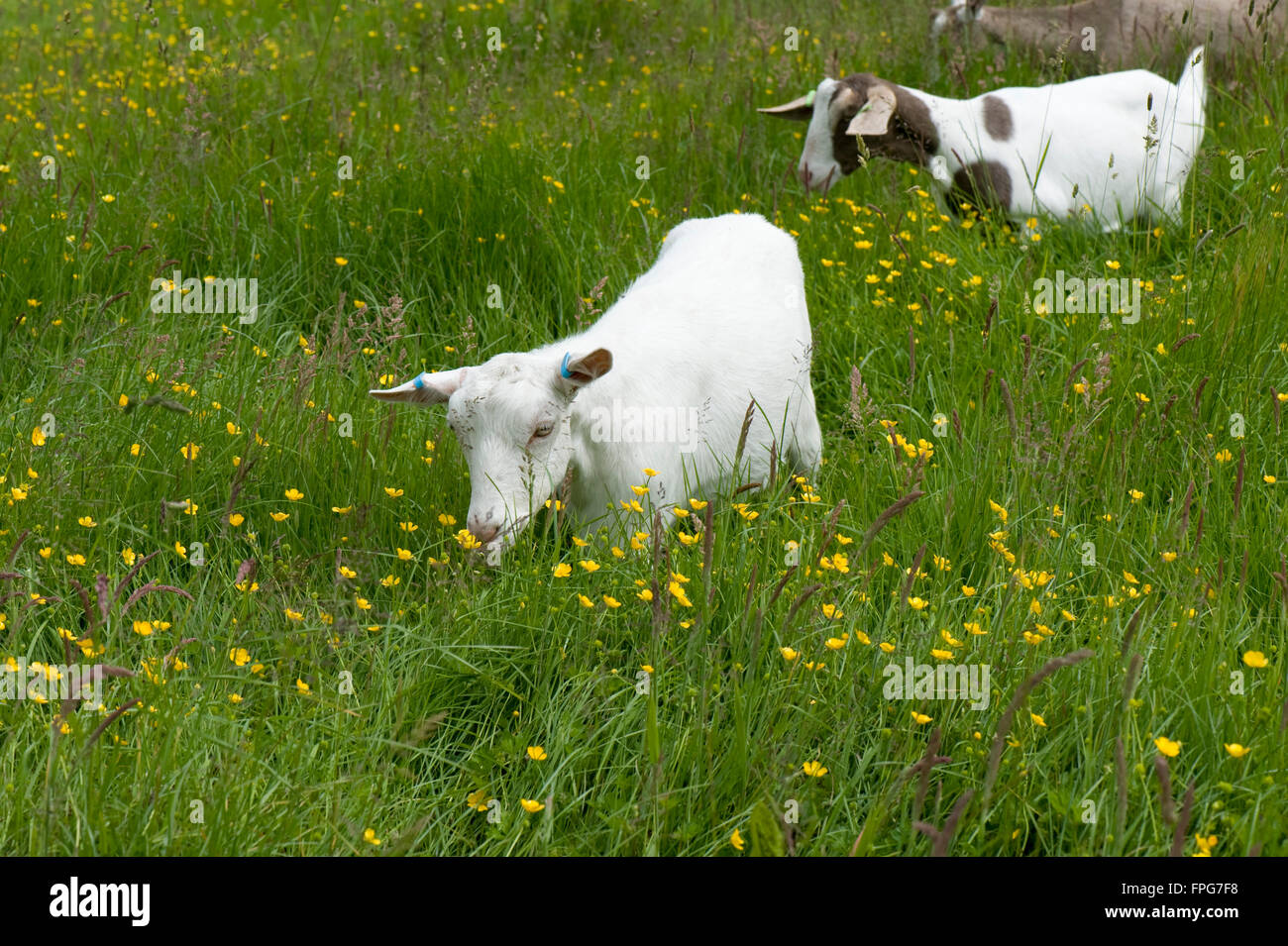 Goats field flowers hires stock photography and images Alamy