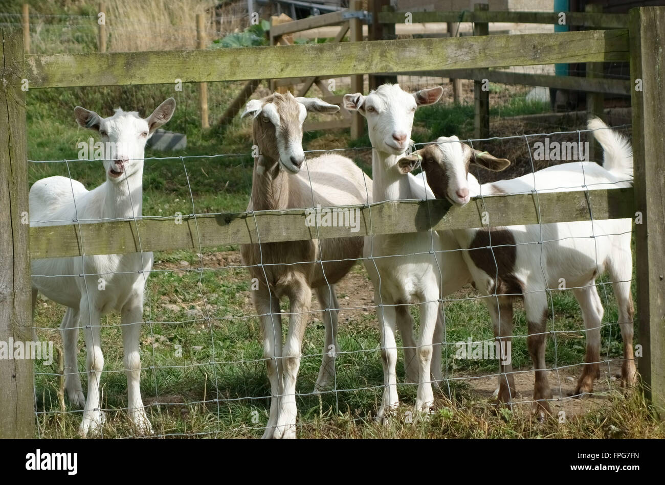 Young mixed breed goats, progeny of milking goats, looking through a field fence, Berkshire, June Stock Photo