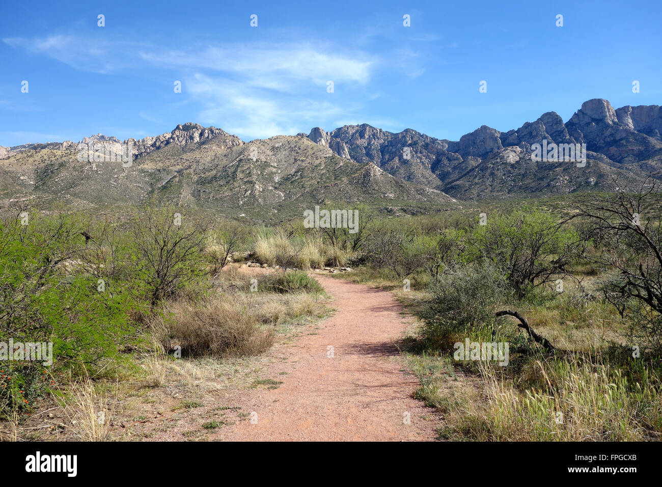 Catalina State Park in Tucson, Arizona USA Stock Photo