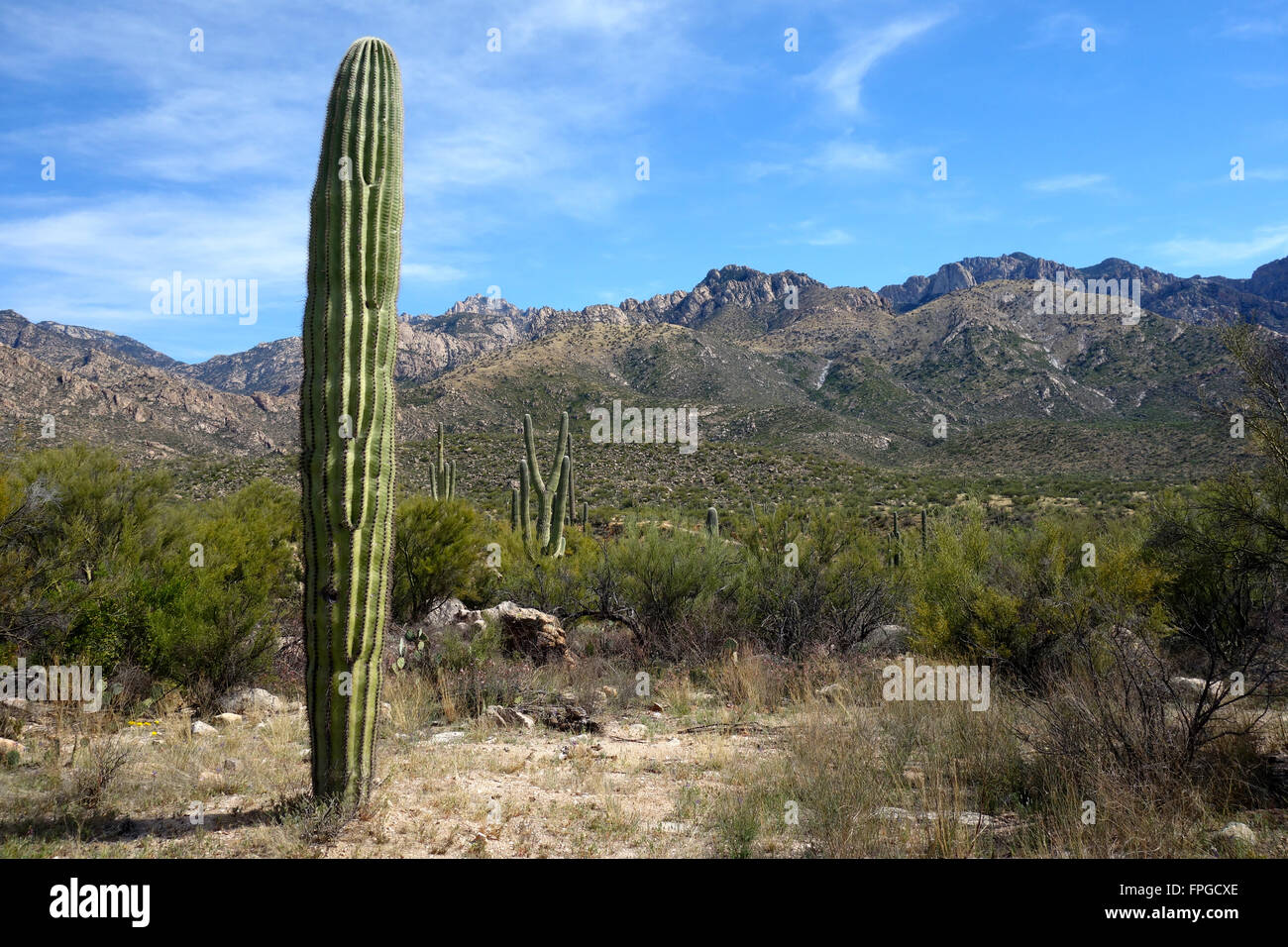 A Saguaro cactus (Carnegiea gigantea) at Catalina State Park in Tucson, Arizona USA Stock Photo
