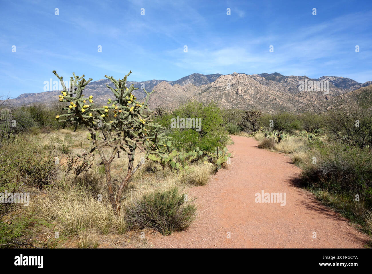 Catalina State Park in Tucson, Arizona USA Stock Photo