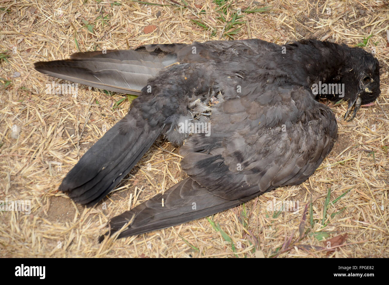 Pigeon dead on the ground Stock Photo Alamy