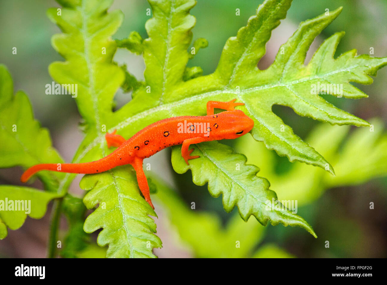Eastern newt red eft stage close up crawling on green fern leaf Stock Photo