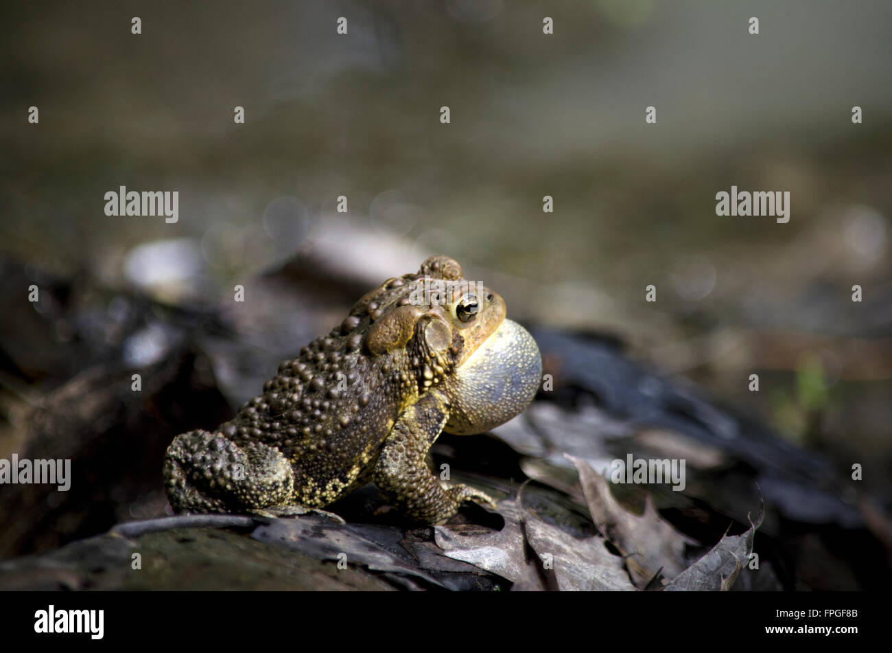 American toad calling for a mate close up with vocal sack showing Stock Photo