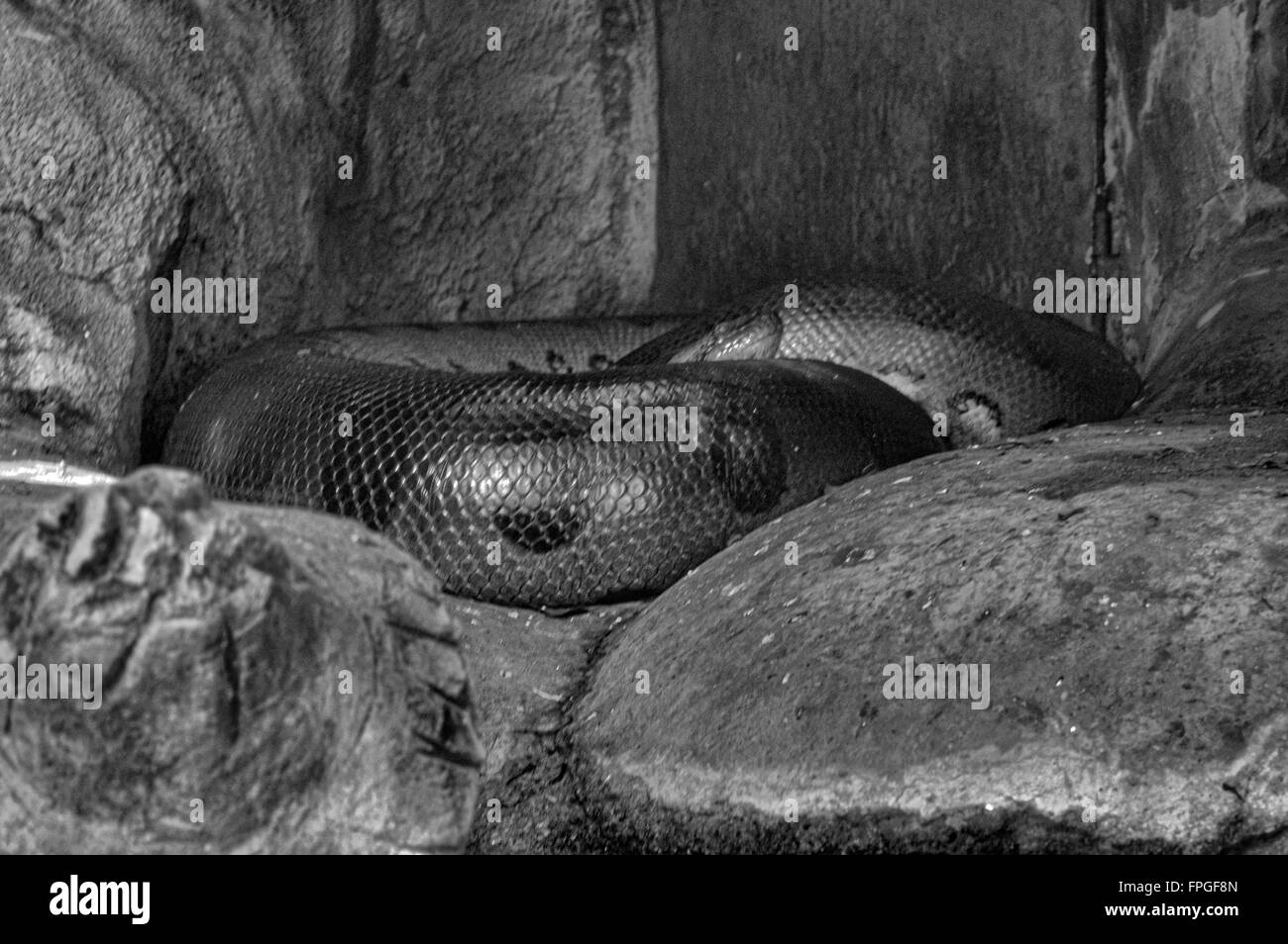 Anaconda Stock Photo Alamy