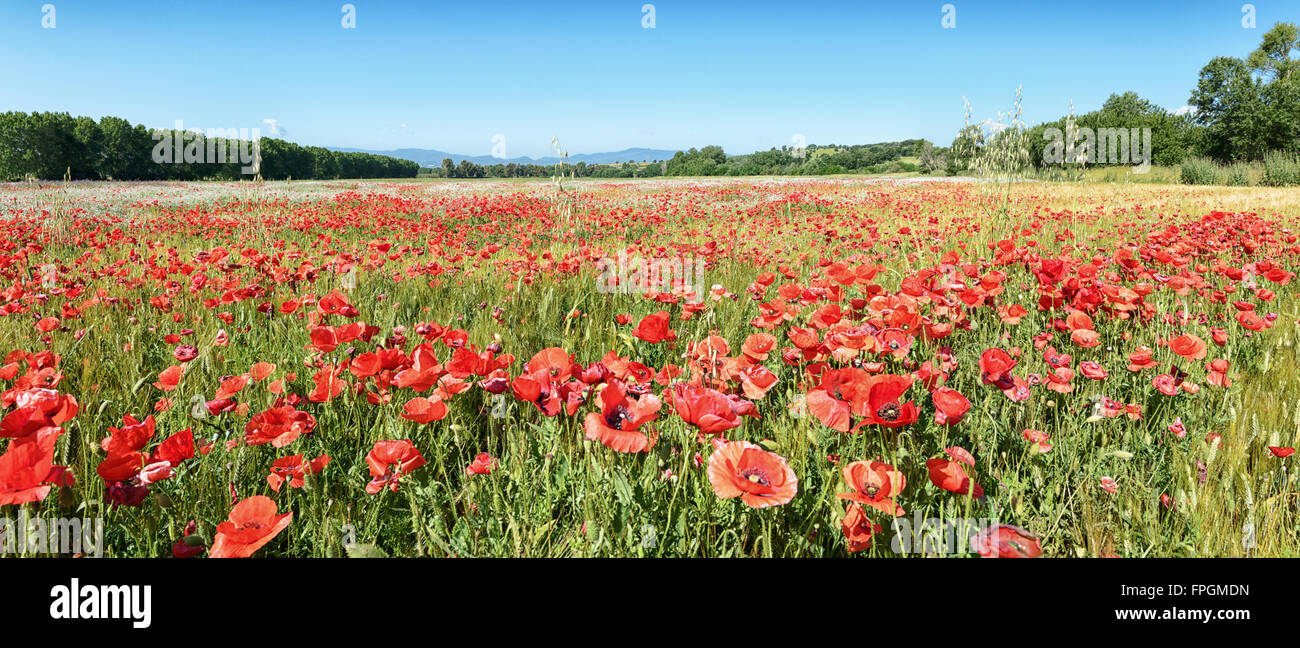 Fields of poppies and other color flowers Stock Photo