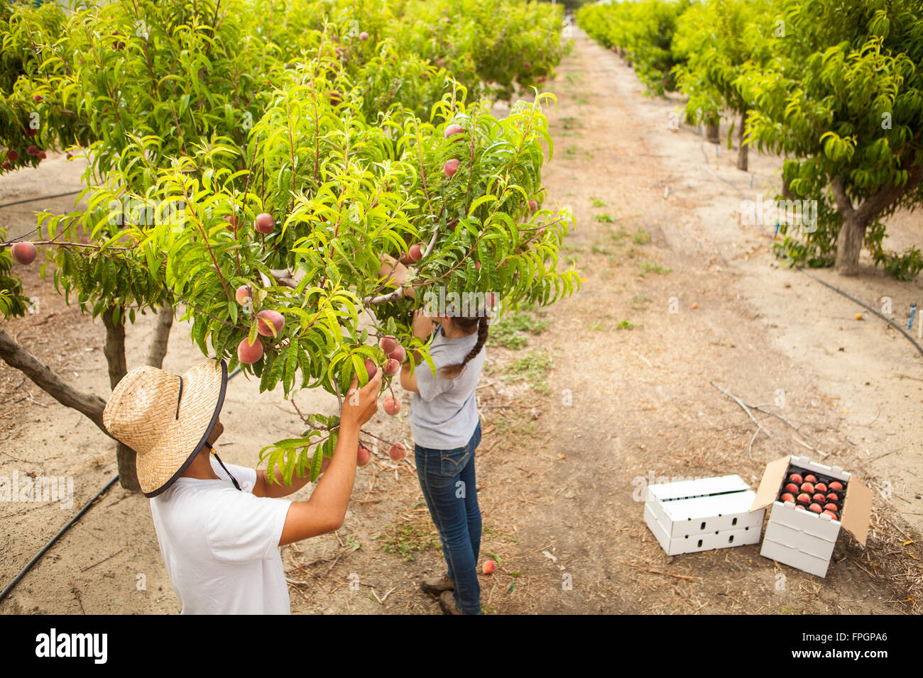 students harvest peaches at the Cal Poly Organic Farm Deciduous Orchard, San Luis Obispo, California Stock Photo