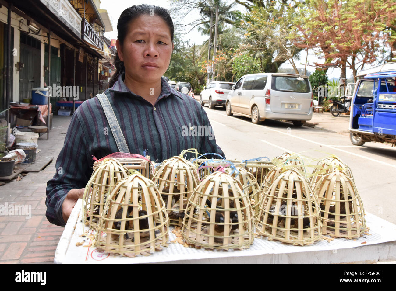 Women selling birds in small cages Luang Prabang Laos Stock Photo