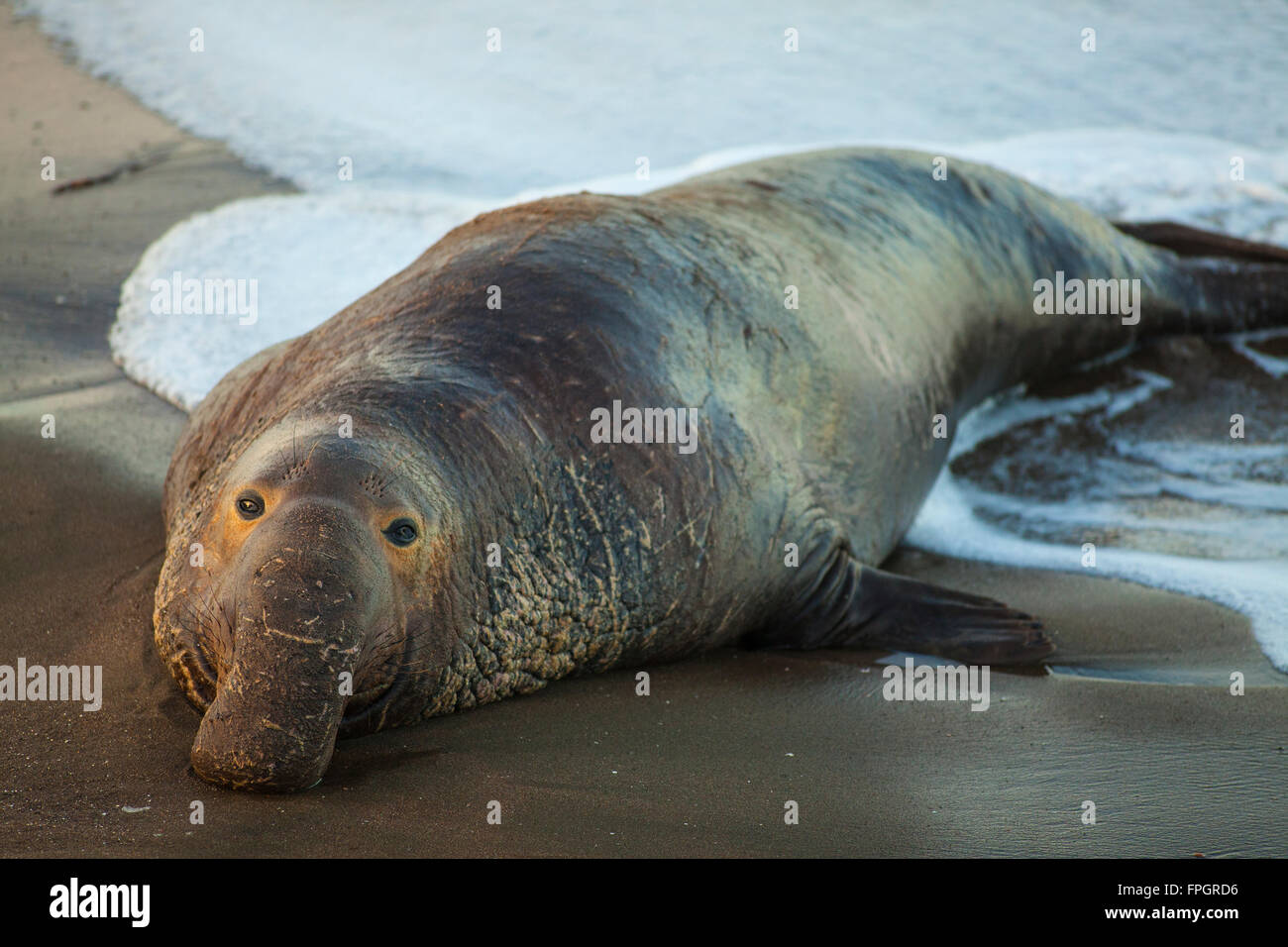 male elephant seal coming ashore, Piedras Blancas Elephant Seal Colony, near San Simeon, California Stock Photo