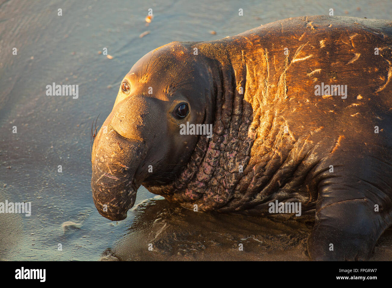 Piedras Blancas Elephant Seal Colony, near San Simeon, California Stock Photo