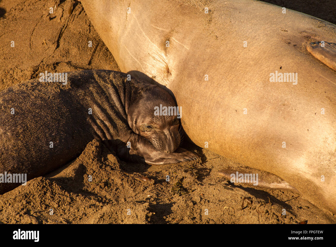 female elephant seal and pup, Piedras Blancas Elephant Seal Colony, near San Simeon, California Stock Photo
