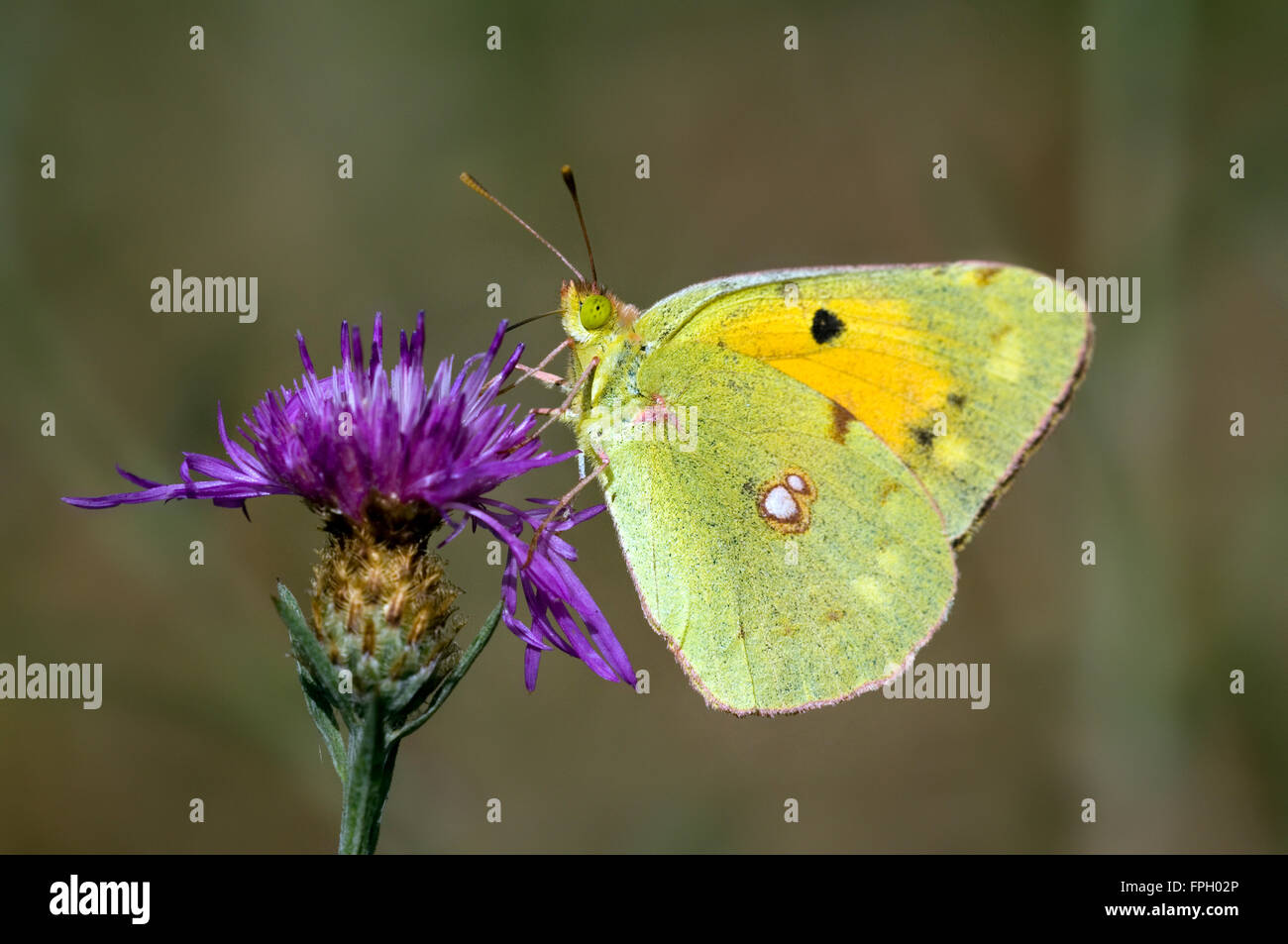 Dark clouded yellow / common clouded yellow (Colias croceus) feeding on nectar from flower Stock Photo