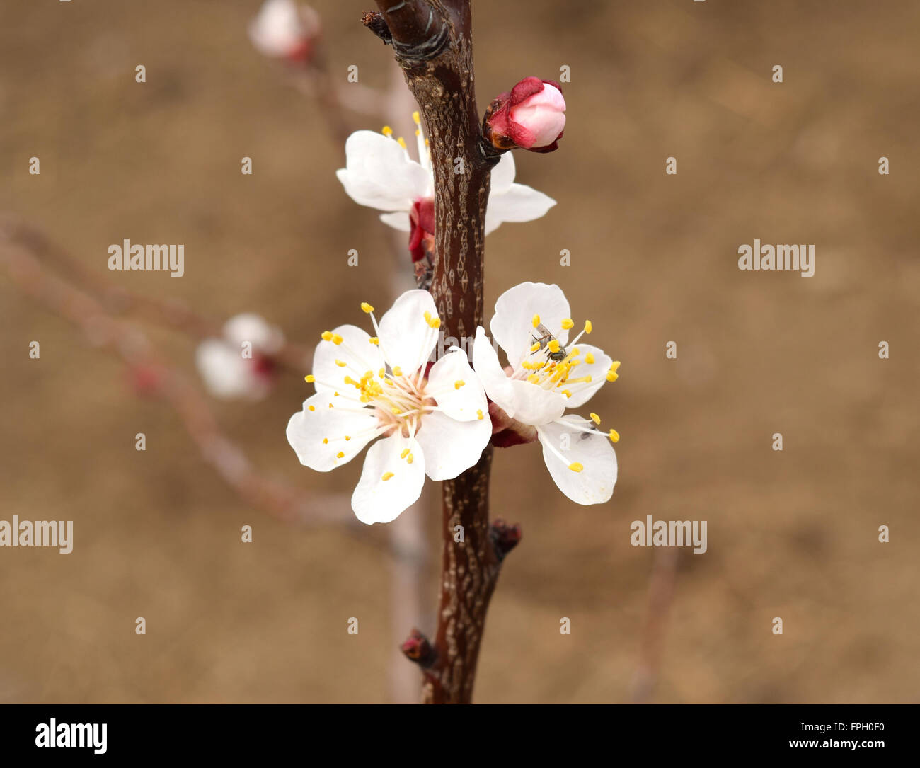 Blooming wild apricot in the garden. Spring flowering trees