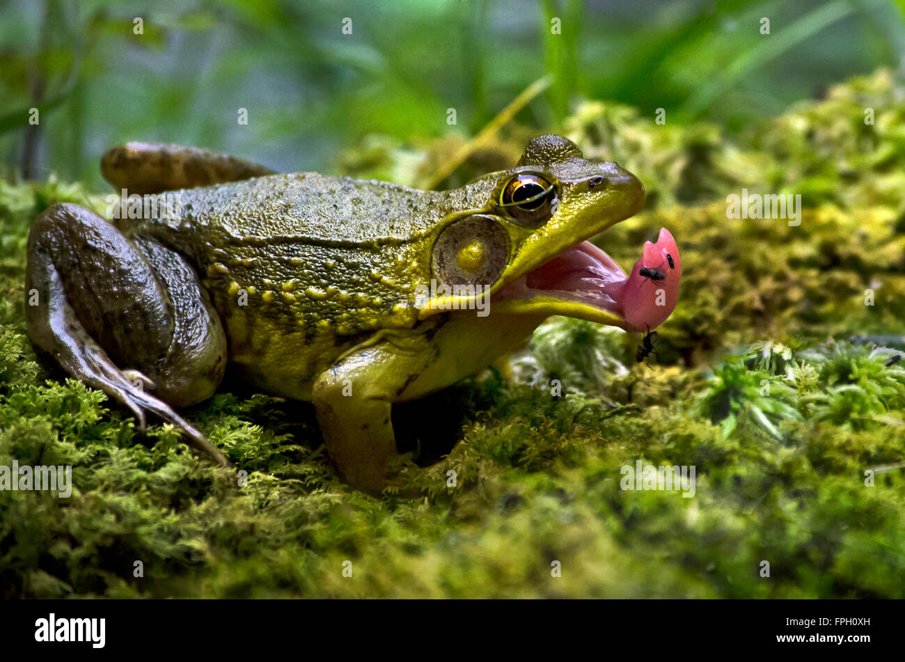 Frog catching flies with mouth open close up. Stock Photo