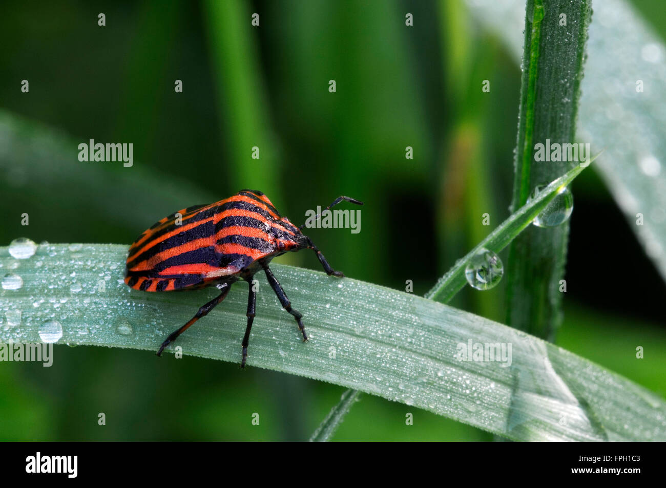 Italian striped-bug / Minstrel bug / Harlequin bug (Graphosoma lineatum / Graphosoma italicum) in grassland Stock Photo