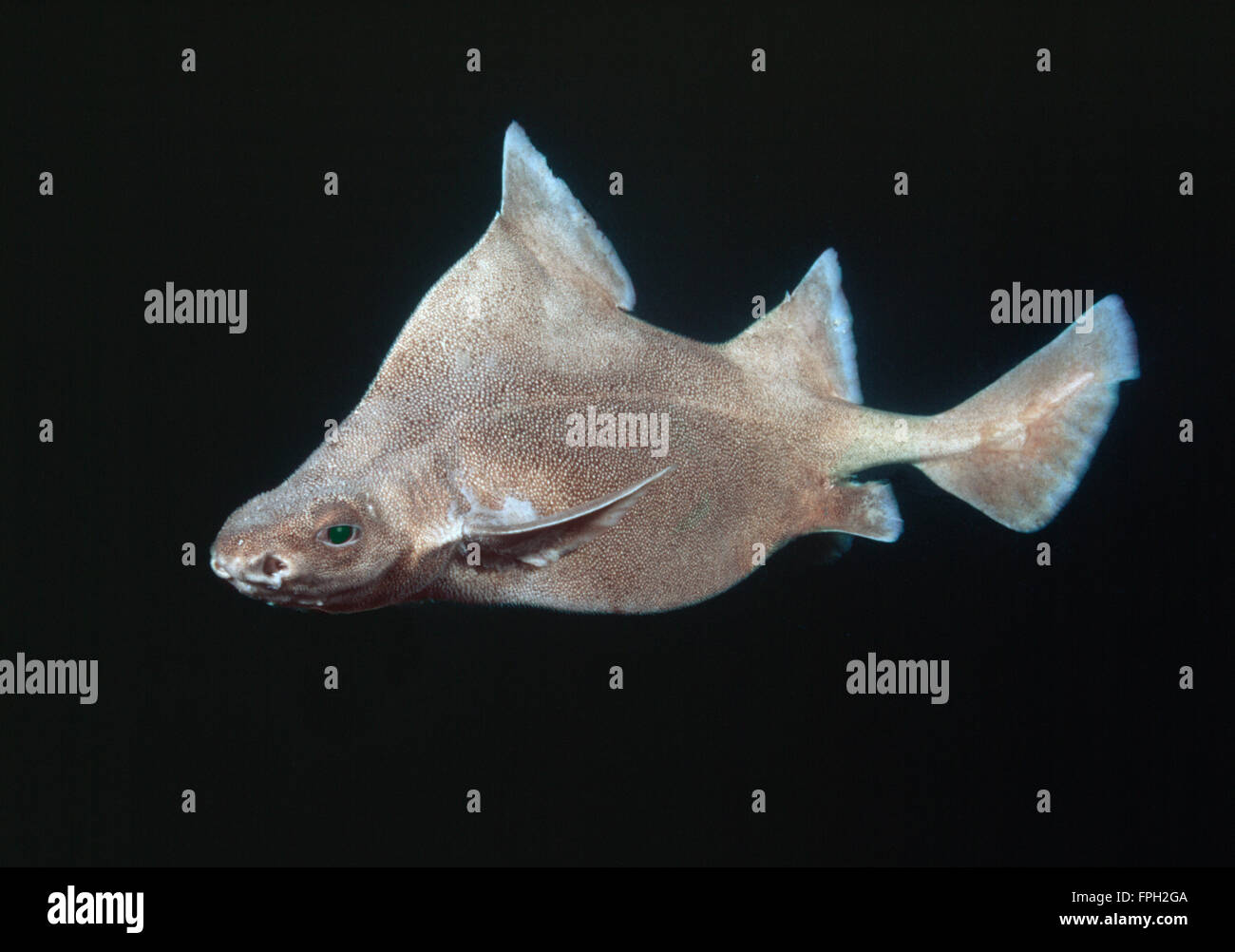Prickly Dogfish (Oxynotus bruniensis) Deepwater dogshark found in  50 to 700 m. Stock Photo