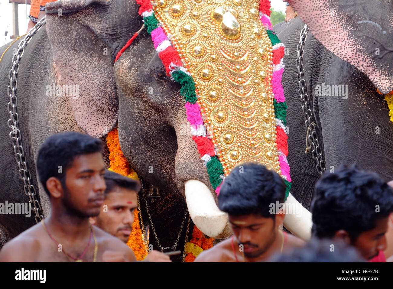 Temple elephants at a festival in Kerala, South India Stock Photo