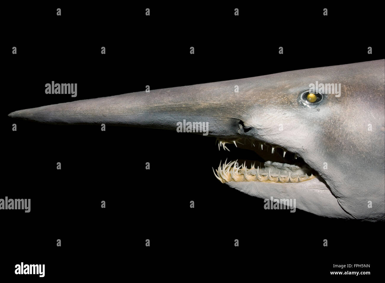 Goblin Shark (Mitsukurina owstoni) Portrait showing narrow holding