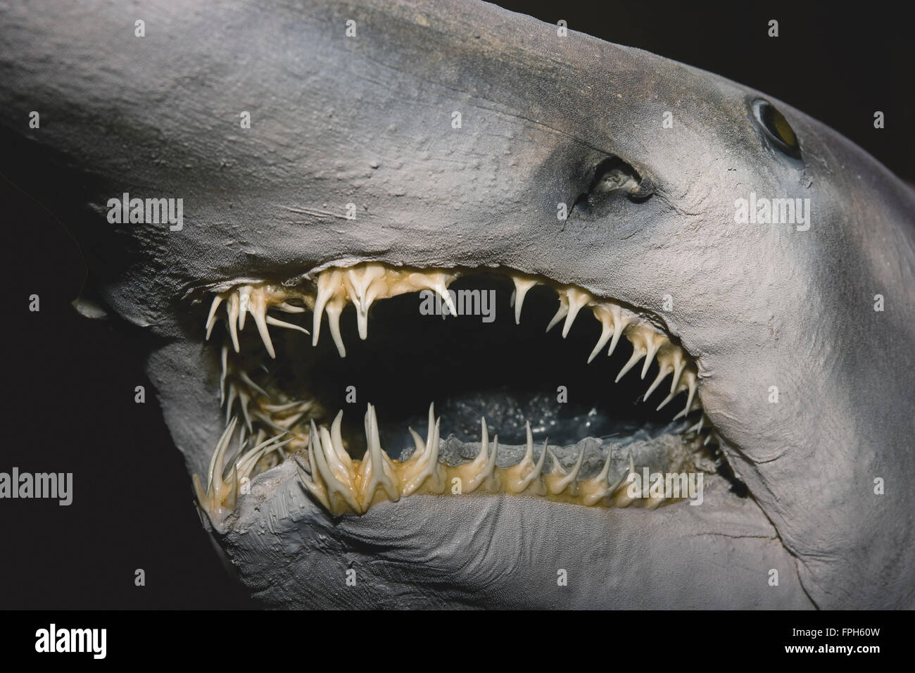 Goblin Shark (Mitsukurina owstoni) Portrait showing narrow holding ...