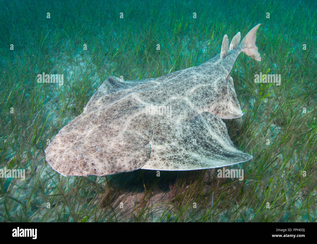 Common Angel Shark (Squatina squatina) swimming over sea grass. Stock Photo