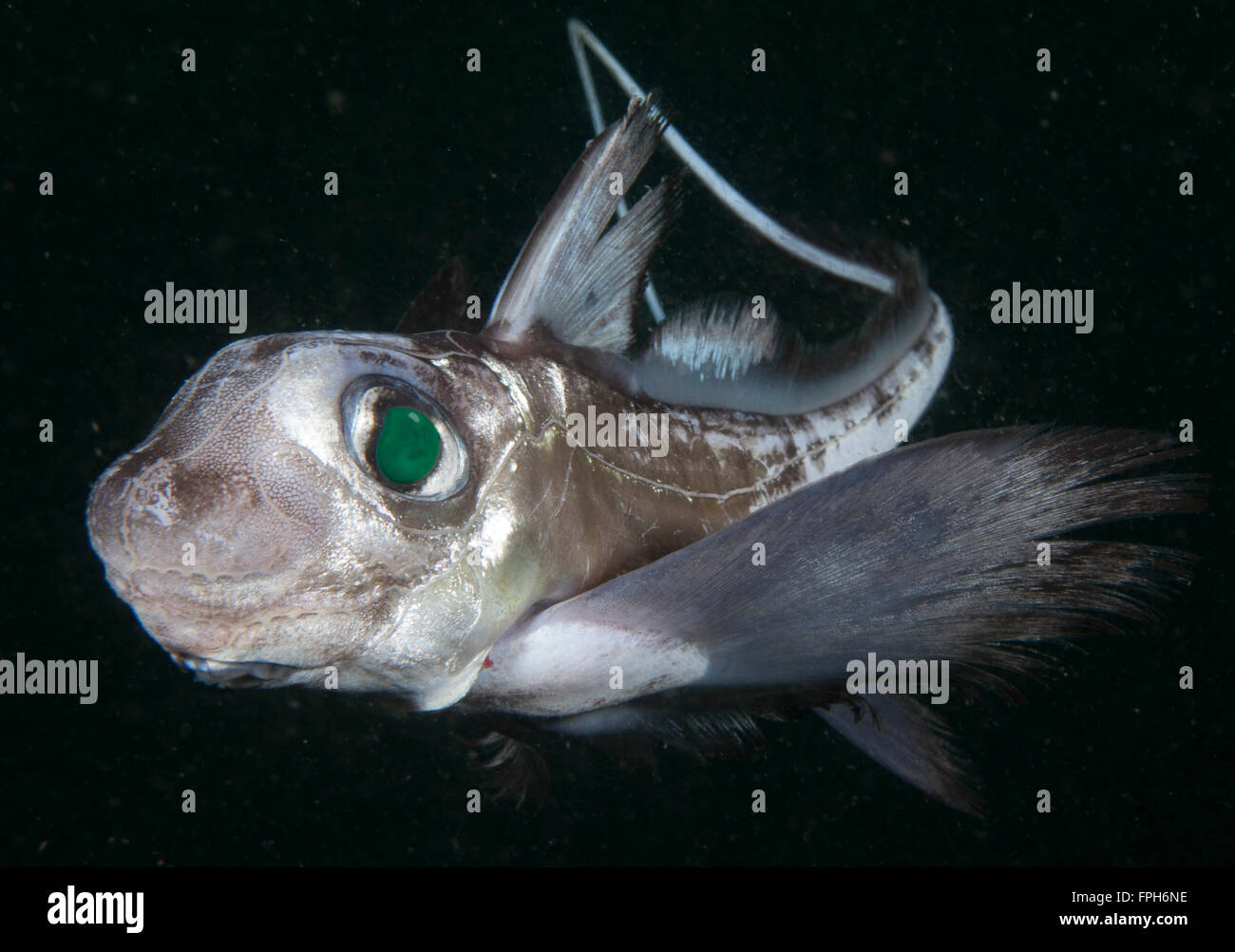 Japanese Ghostshark (Hydrolagus mitsukurii) juvenile. Deepwater chimaera species related to the ghostsharks. Has sensitive elect Stock Photo