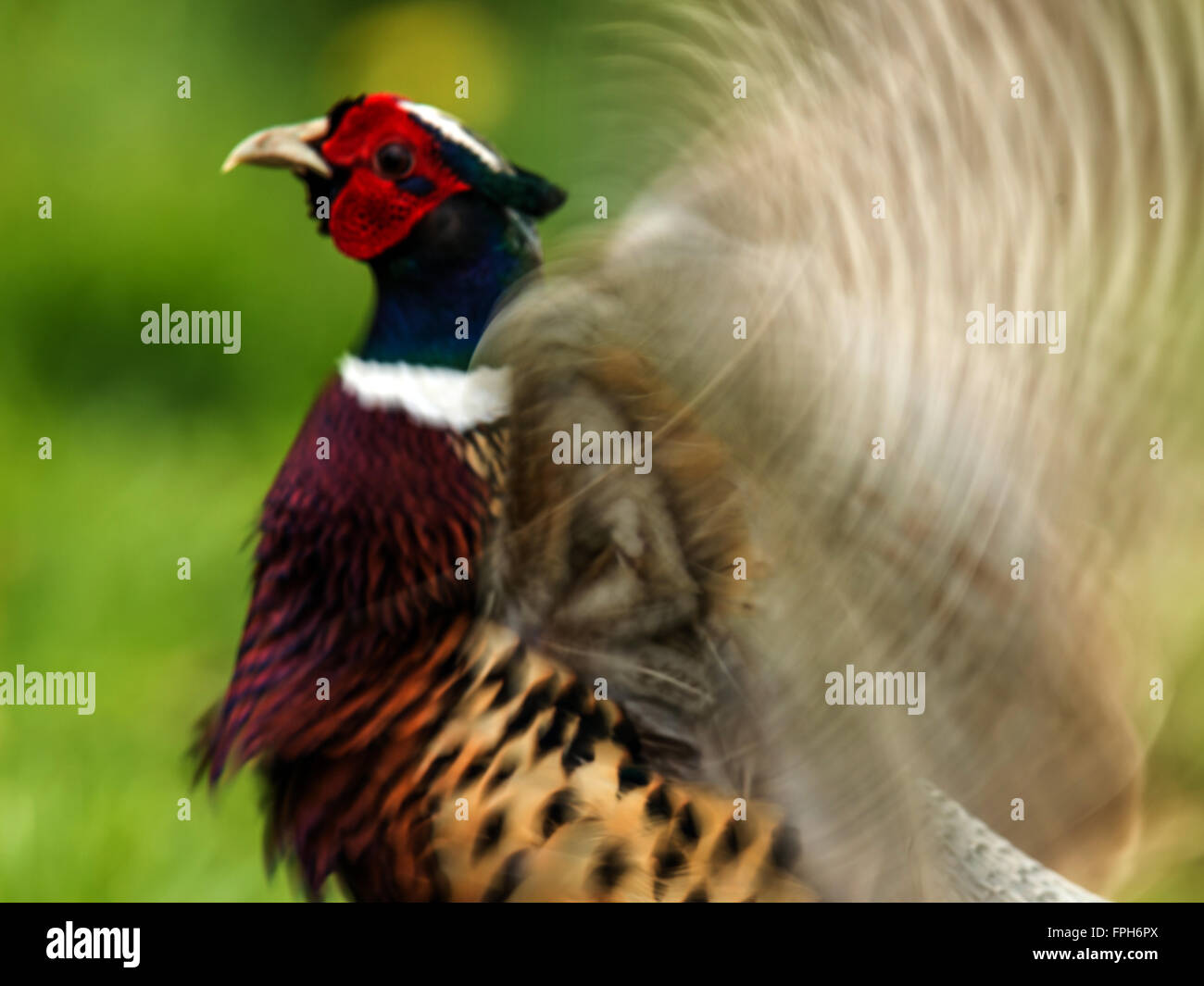 Beautiful Male Ring-necked Pheasant (Phasianus colchicus) crowing in natural woodland forest setting. Wing Motion Blur. Stock Photo