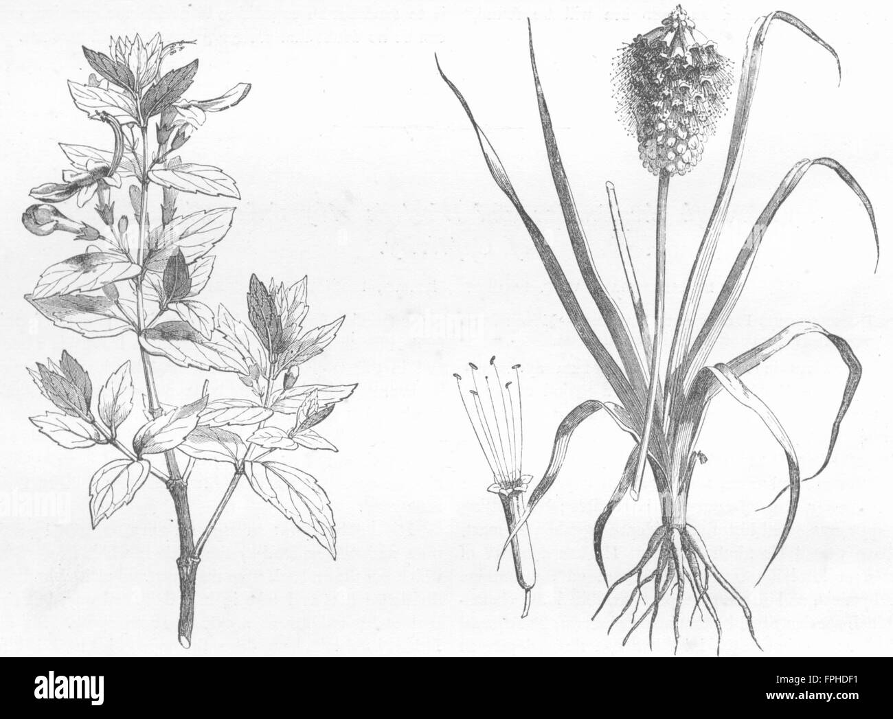 ETHIOPIA: Flowers: Teucrium; Obitus Abyssinicus, antique print 1880 Stock Photo