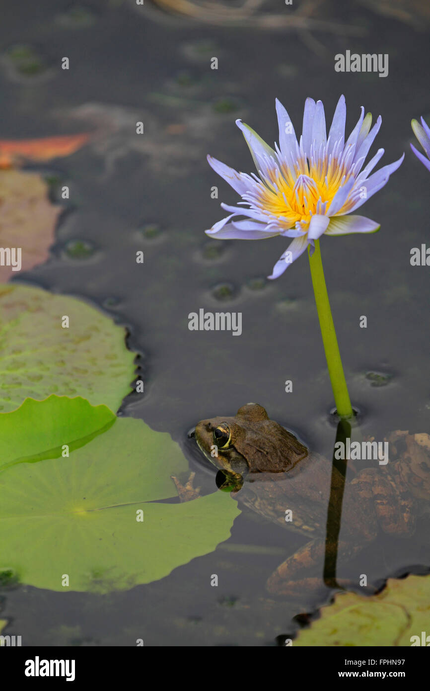 Cape river frog (Amietia fuscigula) next to a Blue water lily (Nymphaea caerulea) in the Harold Porter Garden. Stock Photo