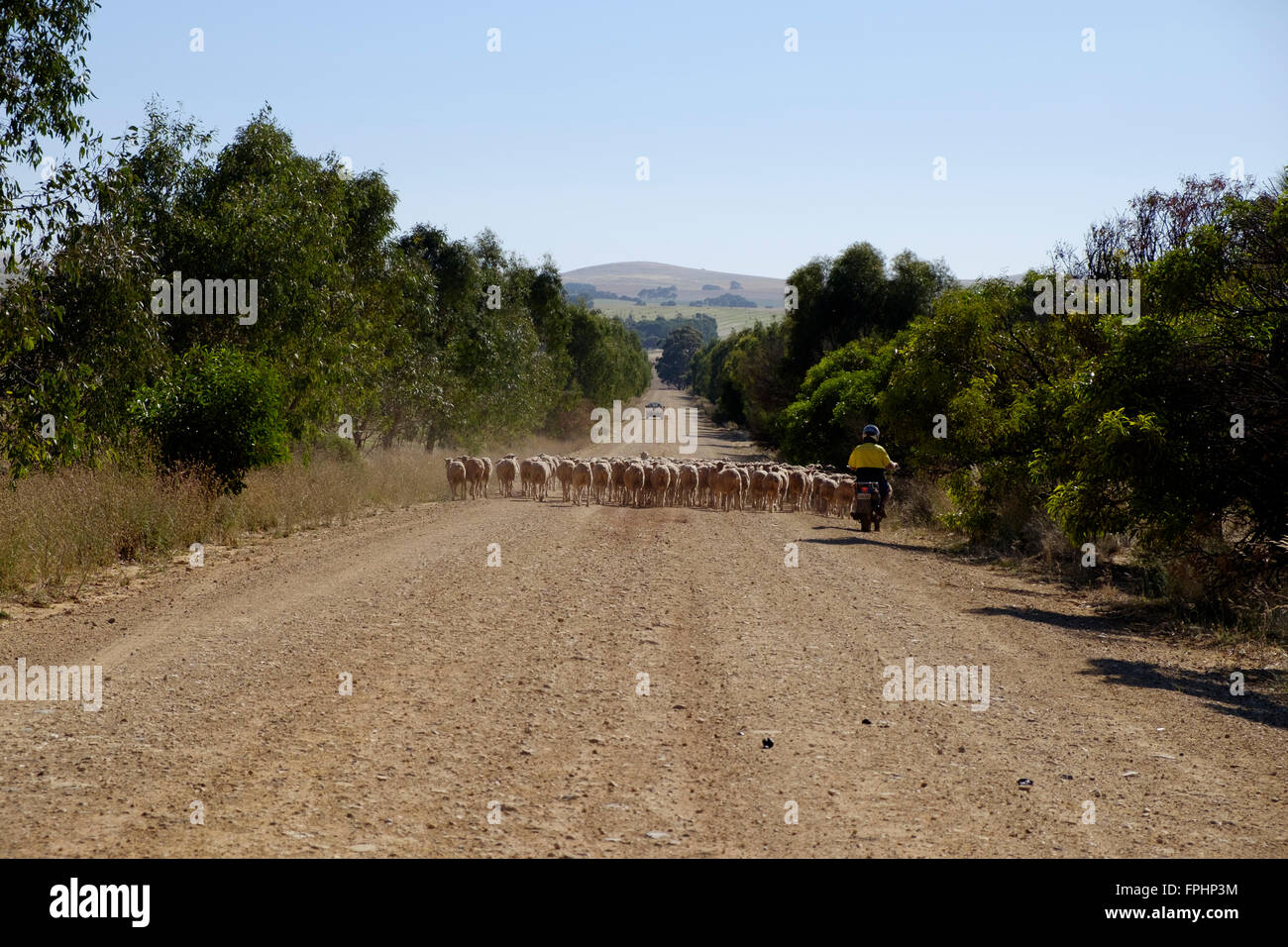 Driving the sheep - Clare Valley, South Australia Stock Photo