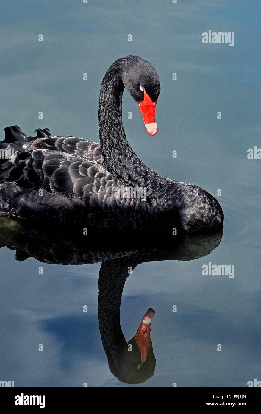 A calm lake reflects the image of a Black Swan (Cygnus atratus), an exotic waterfowl marked by a red bill with a white band near its tip. Stock Photo