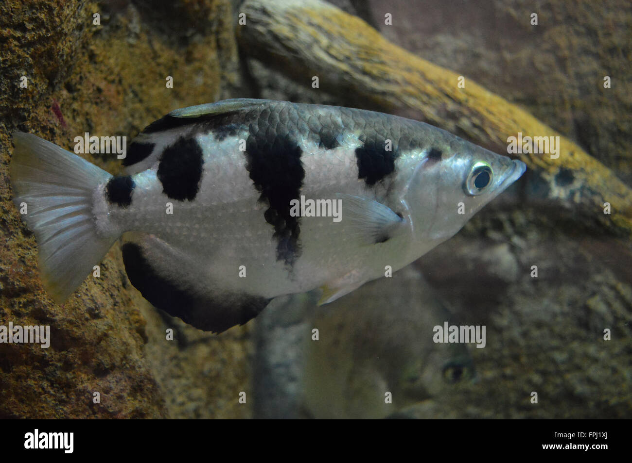 Fish with black stripes hi-res stock photography and images - Alamy