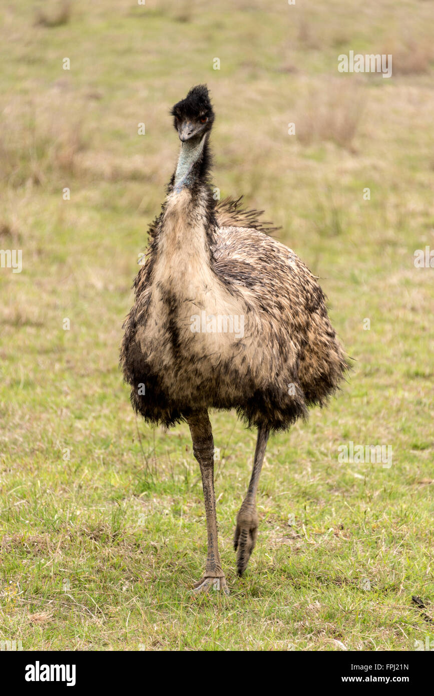 An emu on farmland in the Blue Mountains, New South Wales, Australia.  The Emu is the world's second-largest bird and Australia Stock Photo