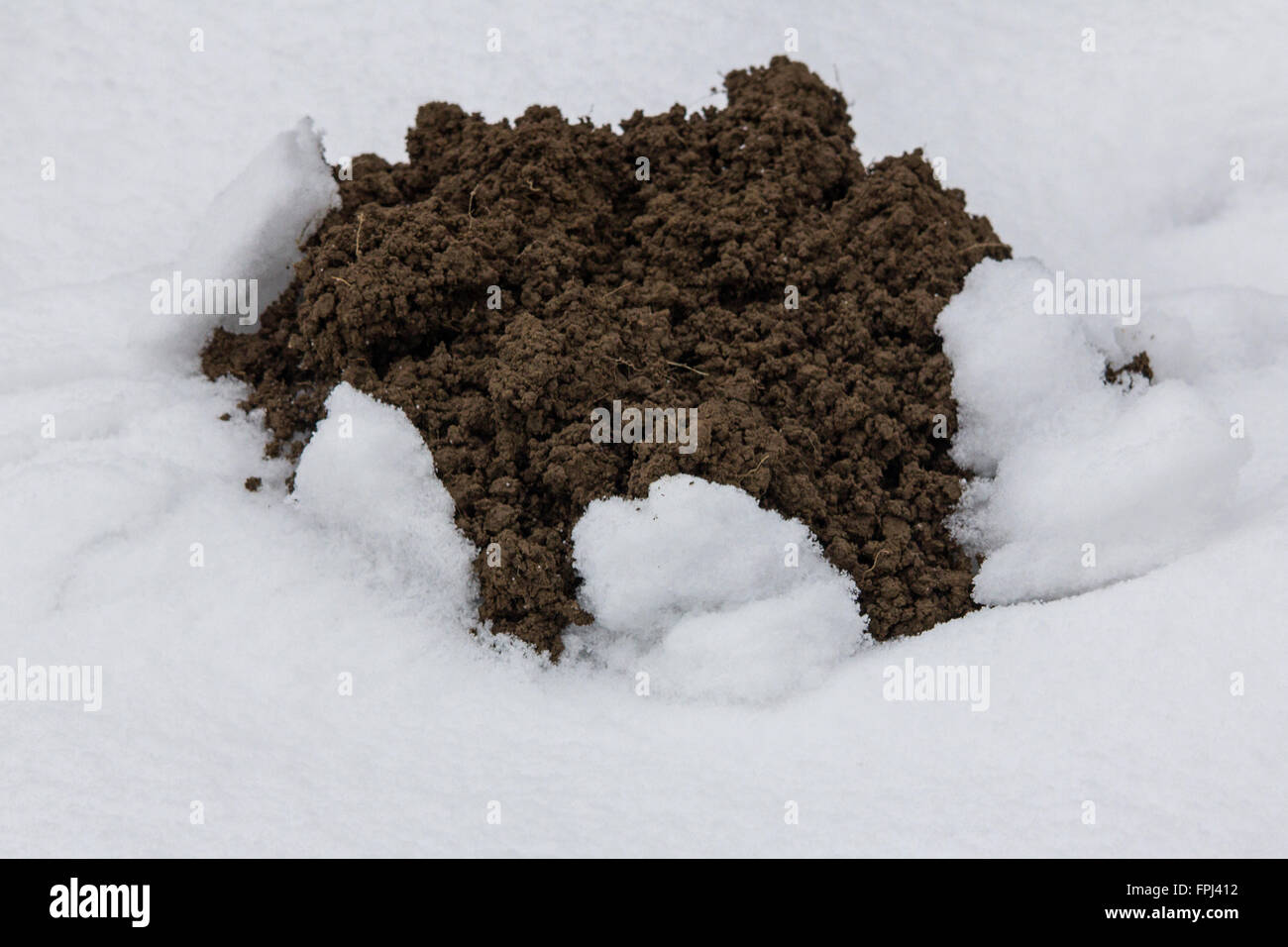 Mole (Talpa europaea) hill fresh spoil heap still moving pushing through winter snow covered ground soft soil growing mound but no sign of busy mole Stock Photo