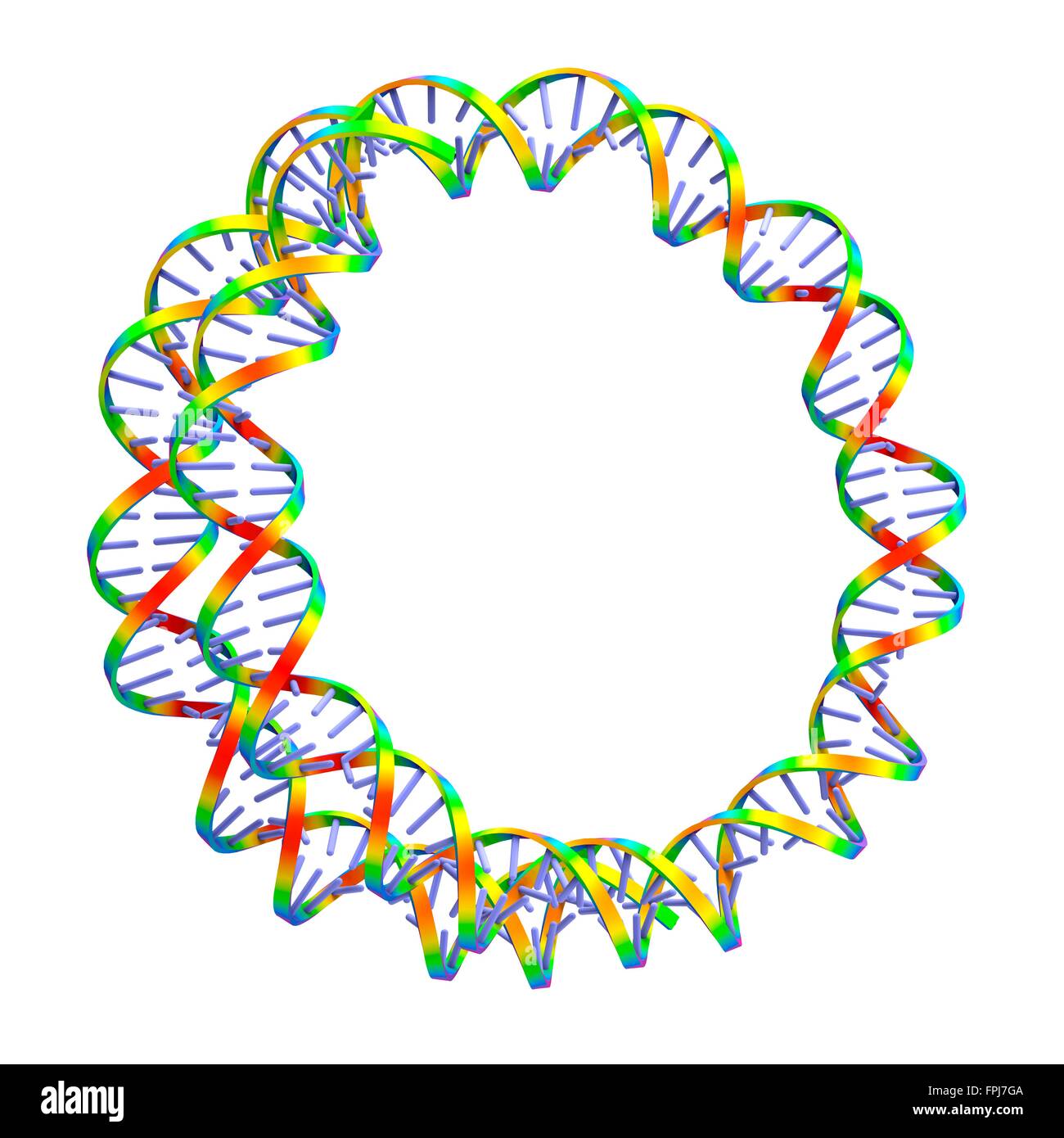 Circular DNA (deoxyribonucleic acid) molecule, computer artwork. Stock Photo